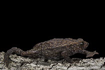 Andean Plump Toad (Osornophryne occidentalis), new species, native to Ecuador