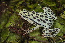 Rio Pescado Stubfoot Toad (Atelopus balios), rediscovered in 2015, native to South America