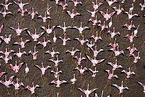 Lesser Flamingo (Phoenicopterus minor) flock taking flight, Lake Bogoria, Kenya