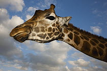 Rothschild Giraffe (Giraffa camelopardalis rothschildi), Nairobi, Kenya