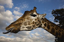 Rothschild Giraffe (Giraffa camelopardalis rothschildi) sticking out tongue, Nairobi, Kenya
