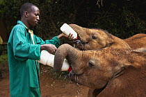 African Elephant (Loxodonta africana) orphan calves being fed by keeper, David Sheldrick Wildlife Trust, Nairobi, Kenya