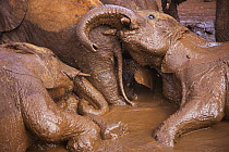 African Elephant (Loxodonta africana) orphan juveniles mud bathing, David Sheldrick Wildlife Trust, Nairobi, Kenya