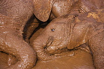 African Elephant (Loxodonta africana) orphan juveniles mud bathing, David Sheldrick Wildlife Trust, Nairobi, Kenya