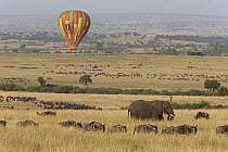 Blue Wildebeest (Connochaetes taurinus) herd and African Elephant (Loxodonta africana) and hot air balloon, Masai Mara, Kenya