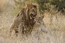 African Lion (Panthera leo) pair mating, Masai Mara, Kenya