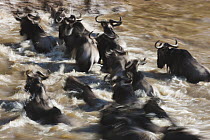 Blue Wildebeest (Connochaetes taurinus) herd crossing river, Mara River, Masai Mara, Kenya
