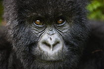 Mountain Gorilla (Gorilla gorilla beringei) juvenile male, Volcanoes National Park, Rwanda