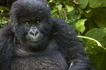 Mountain Gorilla (Gorilla gorilla beringei) juvenile male, Volcanoes National Park, Rwanda