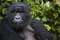 Mountain Gorilla (Gorilla gorilla beringei) female, Volcanoes National Park, Rwanda