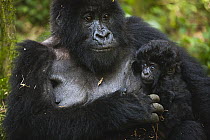 Mountain Gorilla (Gorilla gorilla beringei) female with two week old baby, Volcanoes National Park, Rwanda