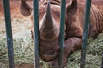 Black Rhinoceros (Diceros bicornis) behind bars, David Sheldrick Wildlife Trust, Nairobi, Kenya