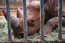 Black Rhinoceros (Diceros bicornis) behind bars, David Sheldrick Wildlife Trust, Nairobi, Kenya