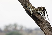 Leopard (Panthera pardus) in tree, Samburu National Park, Kenya