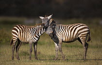 Burchell's Zebra (Equus burchellii) sub-adult males playing, Lake Nakuru National Park, Kenya