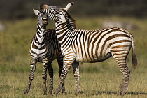 Burchell's Zebra (Equus burchellii) sub-adult males playing, Lake Nakuru National Park, Kenya