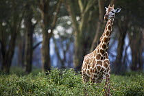 Rothschild Giraffe (Giraffa camelopardalis rothschildi) in woodland, Lake Nakuru National Park, Kenya