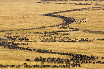 Blue Wildebeest (Connochaetes taurinus) herd migrating through savanna, Masai Mara, Kenya