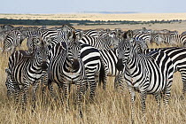 Burchell's Zebra (Equus burchellii) herd in savanna, Masai Mara, Kenya