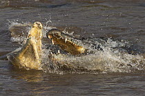 Nile Crocodile (Crocodylus niloticus) pair fighting, Mara River, Masai Mara, Kenya