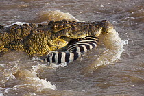 Nile Crocodile (Crocodylus niloticus) carrying Burchell's Zebra (Equus burchellii) prey, Mara River, Masai Mara, Kenya