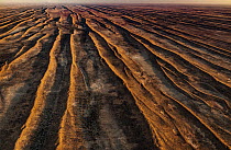 Parallel sand dunes in desert, Simpson Desert, Northern Territory, Australia