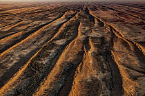 Parallel sand dunes in desert, Simpson Desert, Northern Territory, Australia