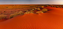 Sand dune, Simpson Desert, Northern Territory, Australia
