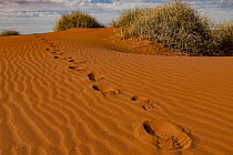 Footprints in sand dune, Simpson Desert, Northern Territory, Australia