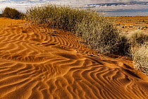 Spinifex Grass (Spinifex sp) on sand dune with footprints, Simpson Desert, Northern Territory, Australia