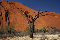Dead tree and Ayers Rock, Uluru Kata Tjuta National Park, Northern Territory, Australia