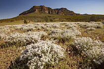 Wildflowers and sandstone rock formation, Flinders Ranges, South Australia, Australia