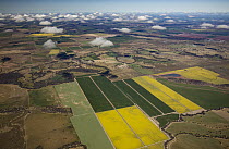 Oil Seed Rape (Brassica napus) fields, Liverpool Plains, New South Wales, Australia