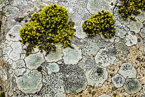 Moss and lichen covered boulder, Mungo River, New Zealand