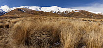 Tussock grass, Hawdun Range, Central Otago, South Island, New Zealand