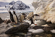 Gentoo Penguin (Pygoscelis papua) group on coastal rocks, Danco Island, Antarctic Peninsula, Antarctica