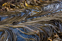 Kelp, Sandy Bay, Macquarie Island, Australia