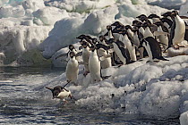 Adelie Penguin (Pygoscelis adeliae) group entering water, Possession Islands, Antarctica