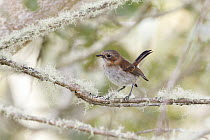 Elepaio (Chasiempis sandwichensis) juvenile, Hawaii