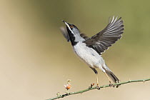 Rueppell's Warbler (Sylvia rueppelli) male taking flight, Eilat, Israel
