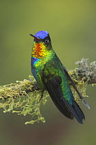 Fiery-throated Hummingbird (Panterpe insignis), Costa Rica