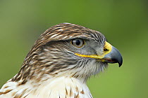 Ferruginous Hawk (Buteo regalis), Arizona