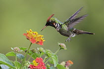 Frilled Coquette (Lophornis magnificus) male feeding on flower nectar, Atlantic Rainforest, Brazil