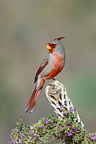 Pyrrhuloxia (Cardinalis sinuatus) male, Arizona