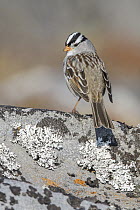 White-crowned Sparrow (Zonotrichia leucophrys), Manitoba, Canada