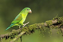 Orange-chinned Parakeet (Brotogeris jugularis), Costa Rica