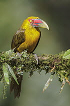 Saffron Toucanet (Baillonius bailloni), Atlantic Rainforest, Brazil