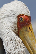 Yellow-billed Stork (Mycteria ibis), Lake Nakuru, Kenya