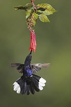 Violet Sabre-wing (Campylopterus hemileucurus) male feeding on flower nectar, Bosque de Paz, Costa Rica