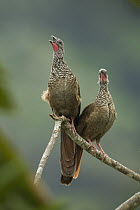 Speckled Chachalaca (Ortalis guttata) pair calling, Peru